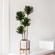 Dracaena Compacta