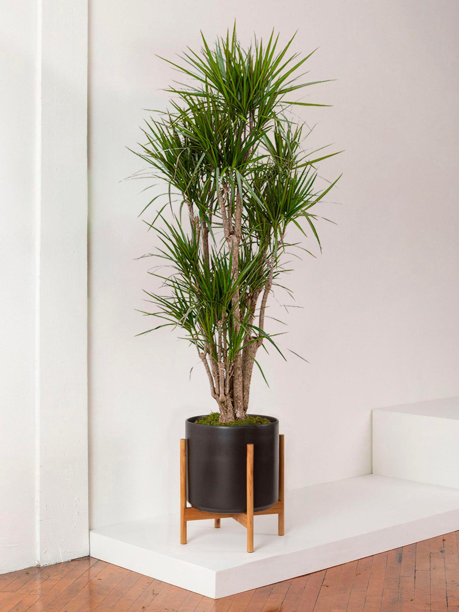 dracena drago Dragon Tree main image 0