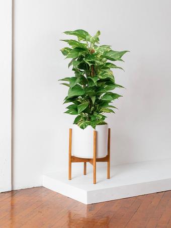 indoor plants picture