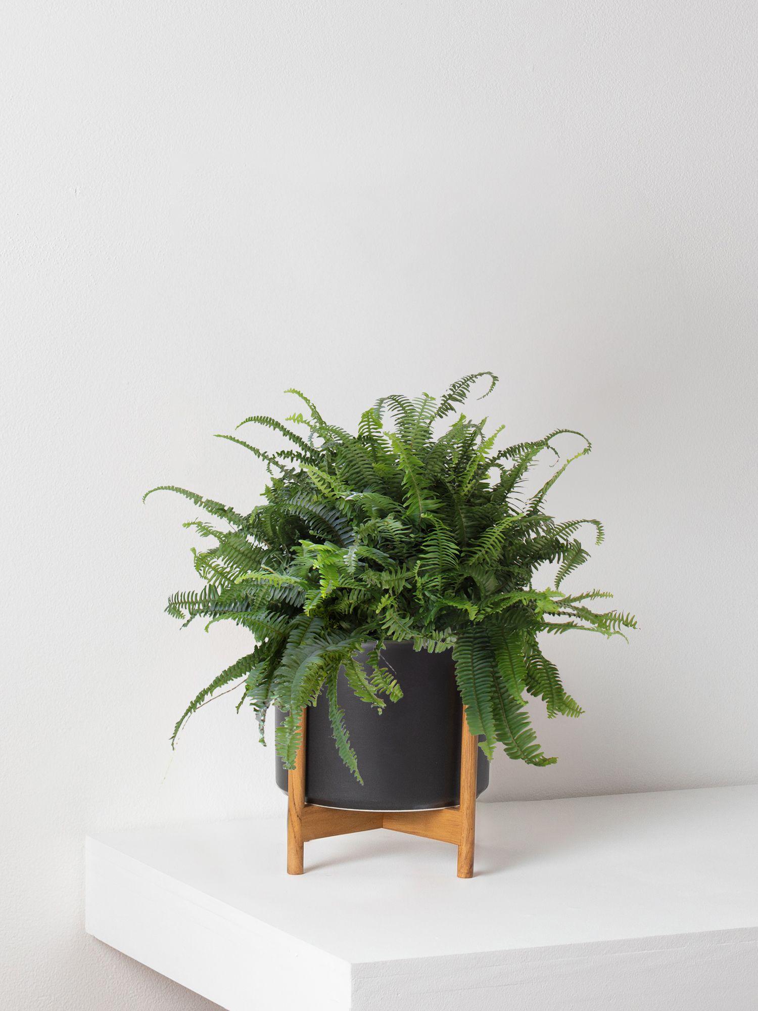 hanging planter metal Danya B. Walter 2-Piece Modern Black Metal Oval Hanging Planter Set with Chain Hanging Option
