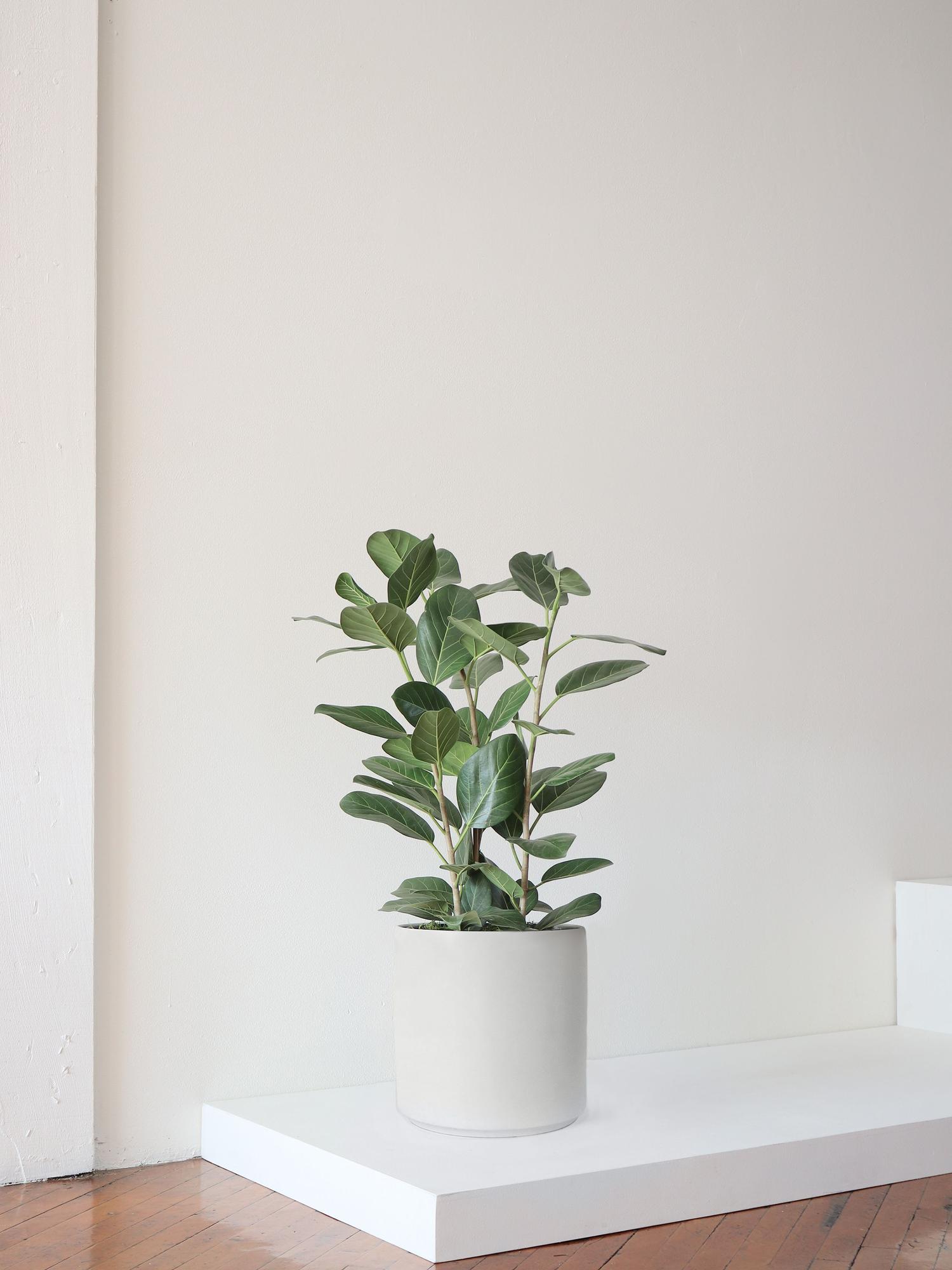 Ficus Audrey Large (2 - 3 ft tall) + Mid-Century Pot | Lon & George
