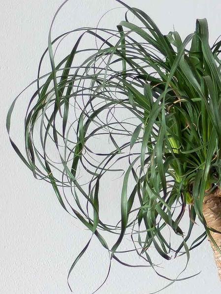 Ponytail Palm