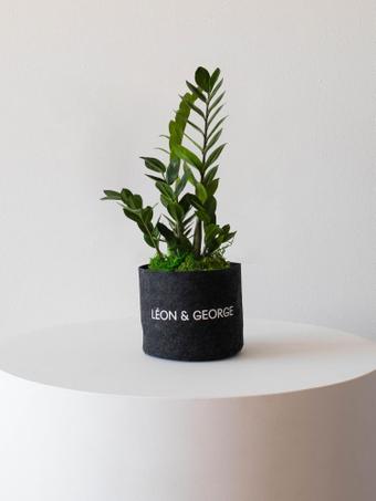 indoor plants picture