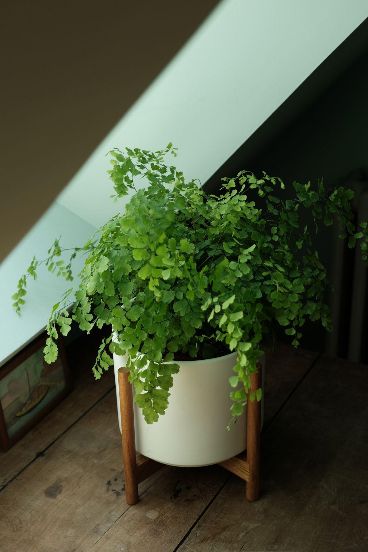 Maidenhair Fern