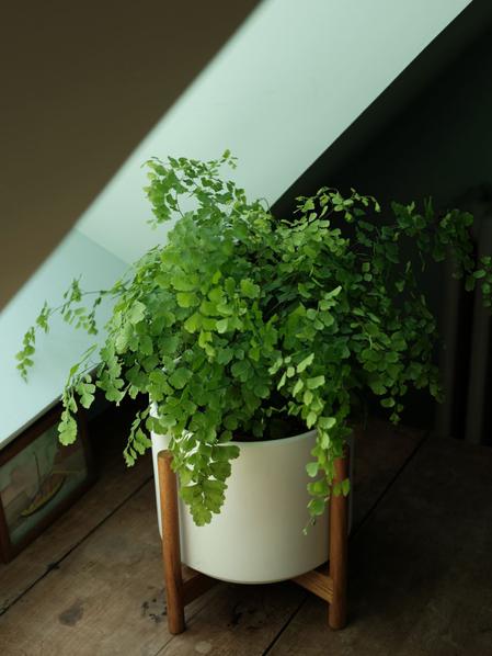 Maidenhair Fern