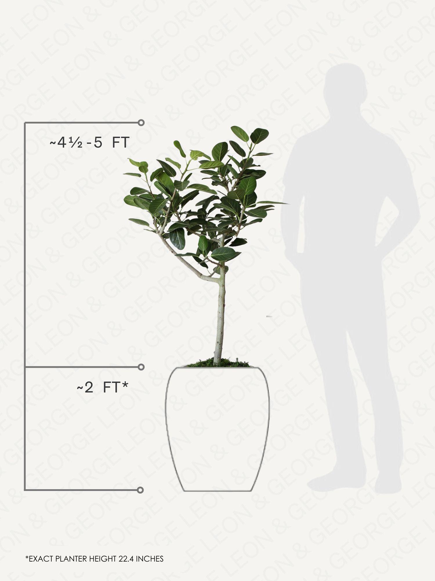 Ficus Audrey Tree