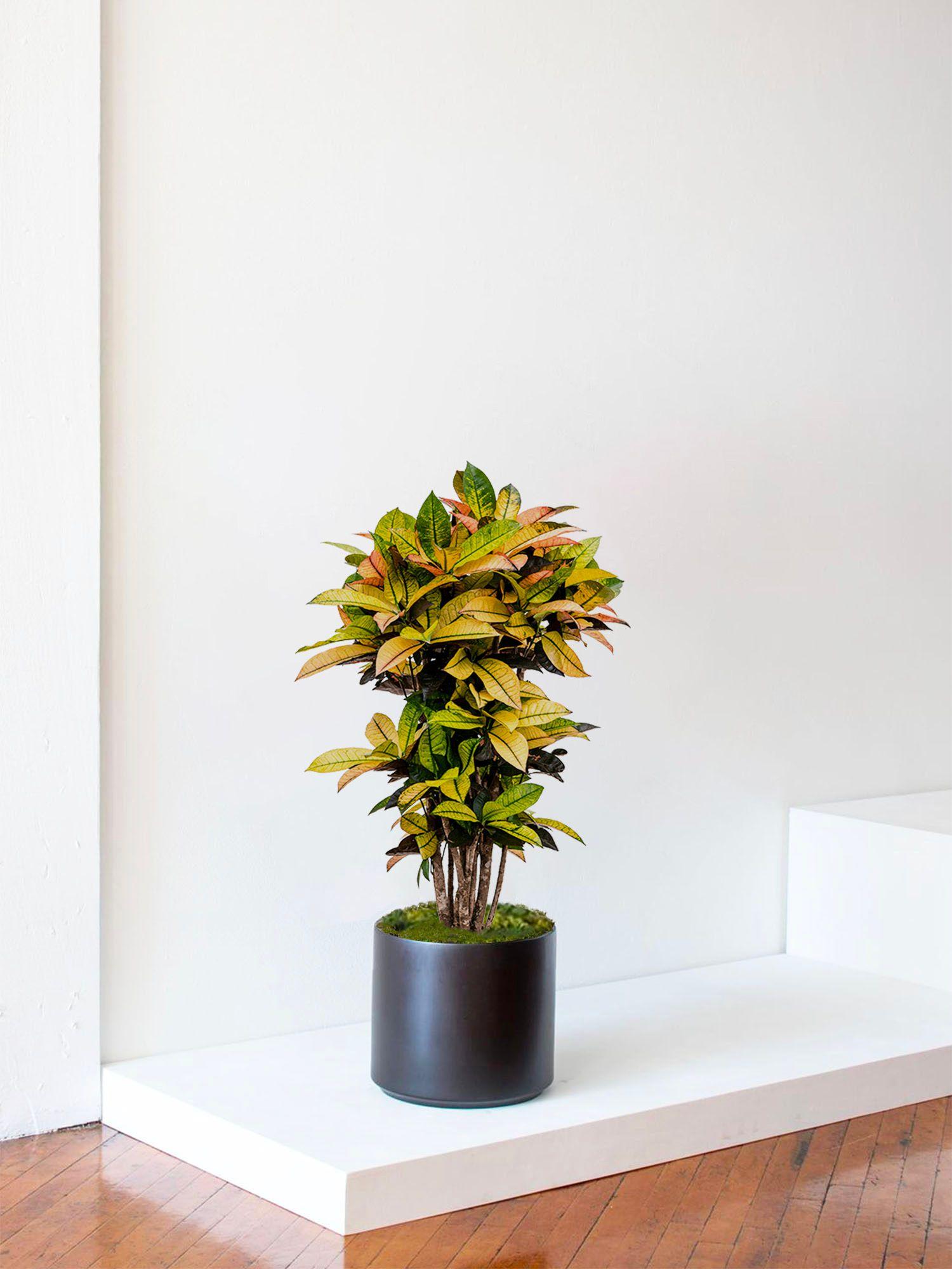 indoor plants picture