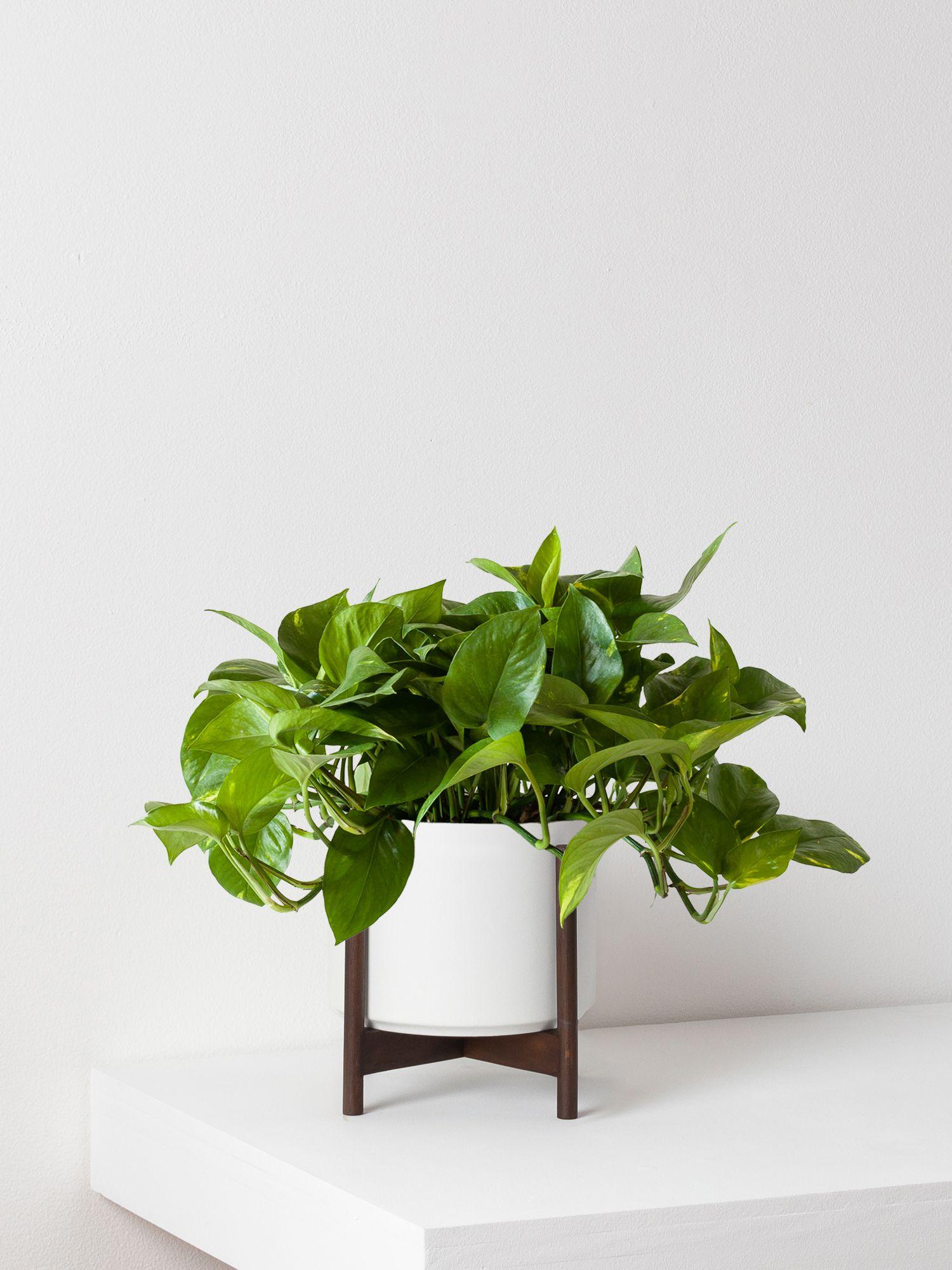 Best Office Plants (Low Light & Easy Care) by Lon & George