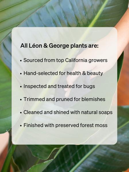 Braided Schefflera Tree