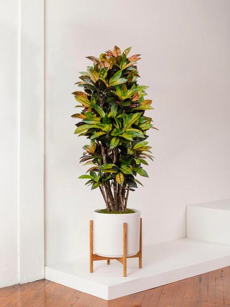 Croton Miss Iceton