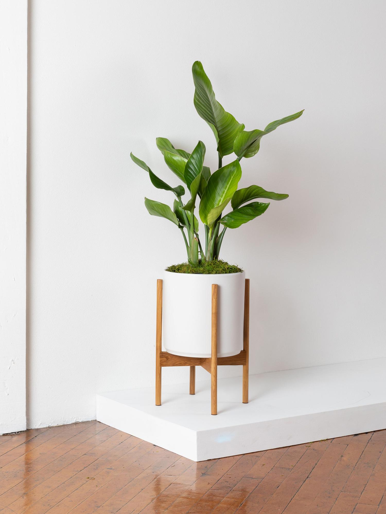 Buy a Bird of Paradise (Large) Léon &amp; Premium