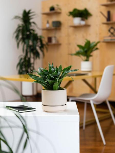 Dracaena Compacta