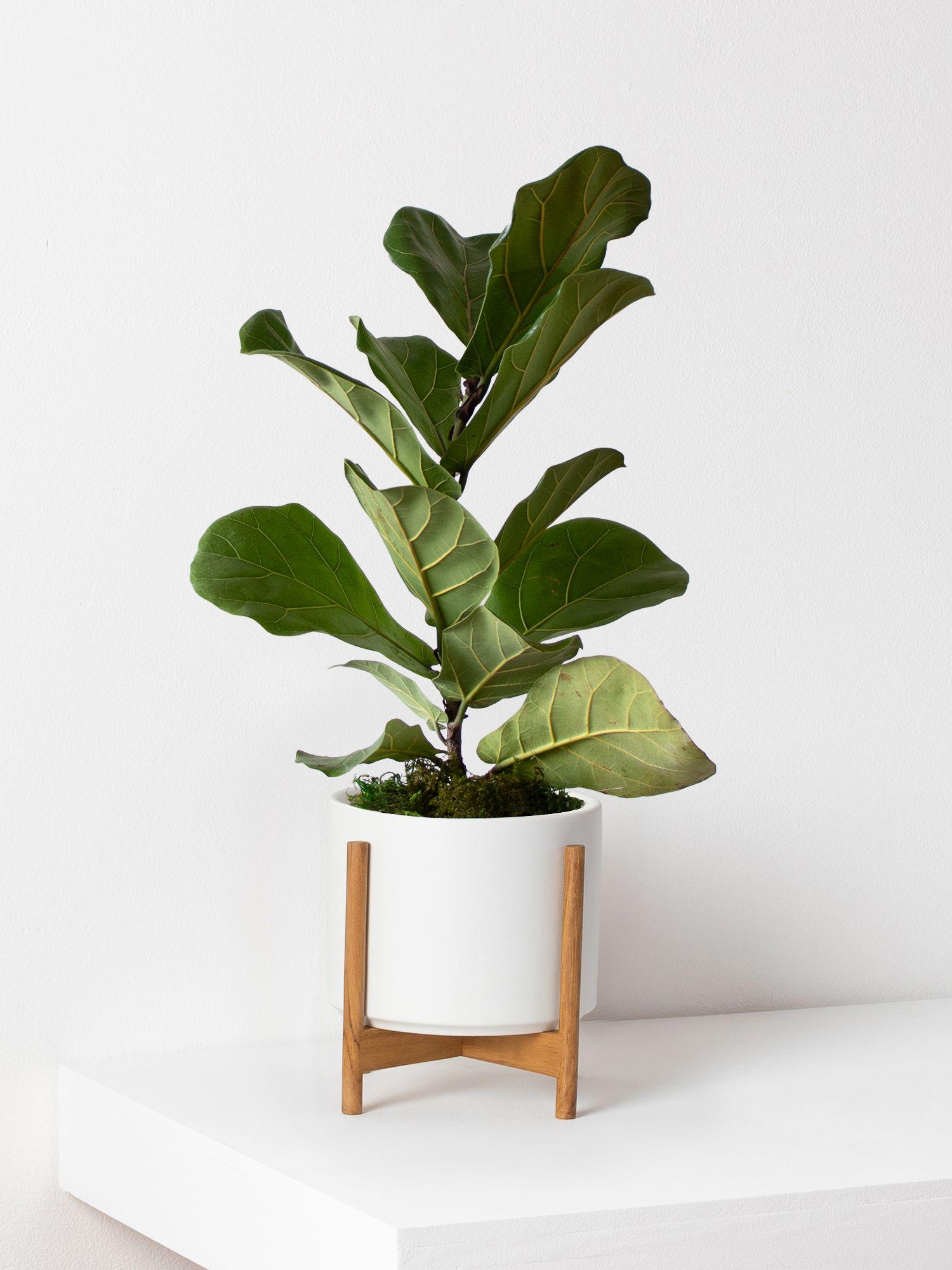 Fiddle Leaf Fig Plant