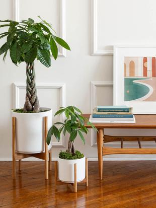 A Legendary Air-Purifying Statement Plant