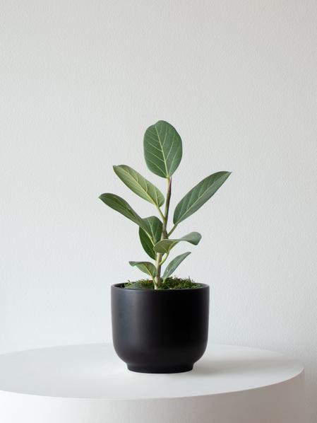 Ficus Audrey Plant