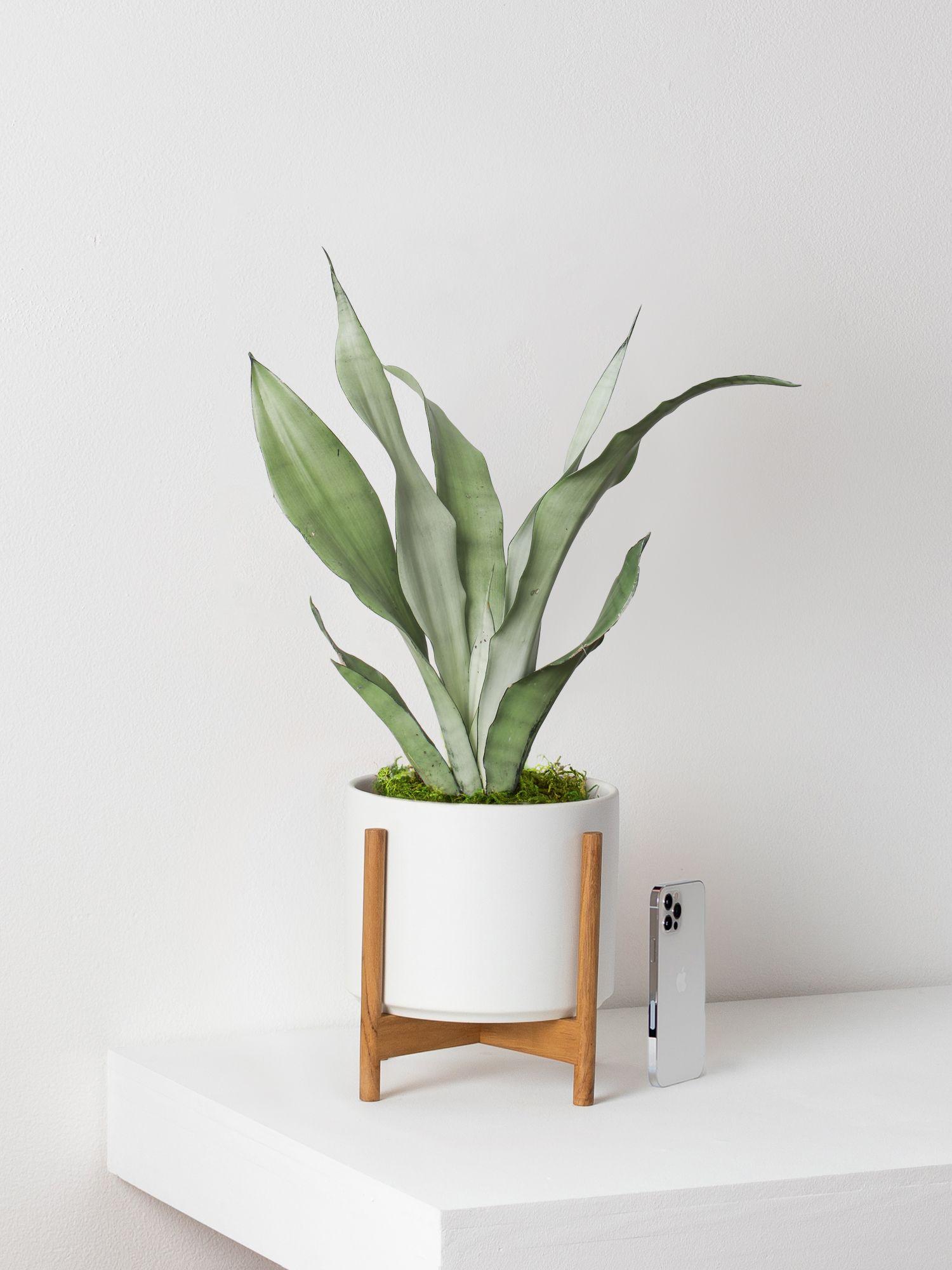 Moonshine Snake Plant