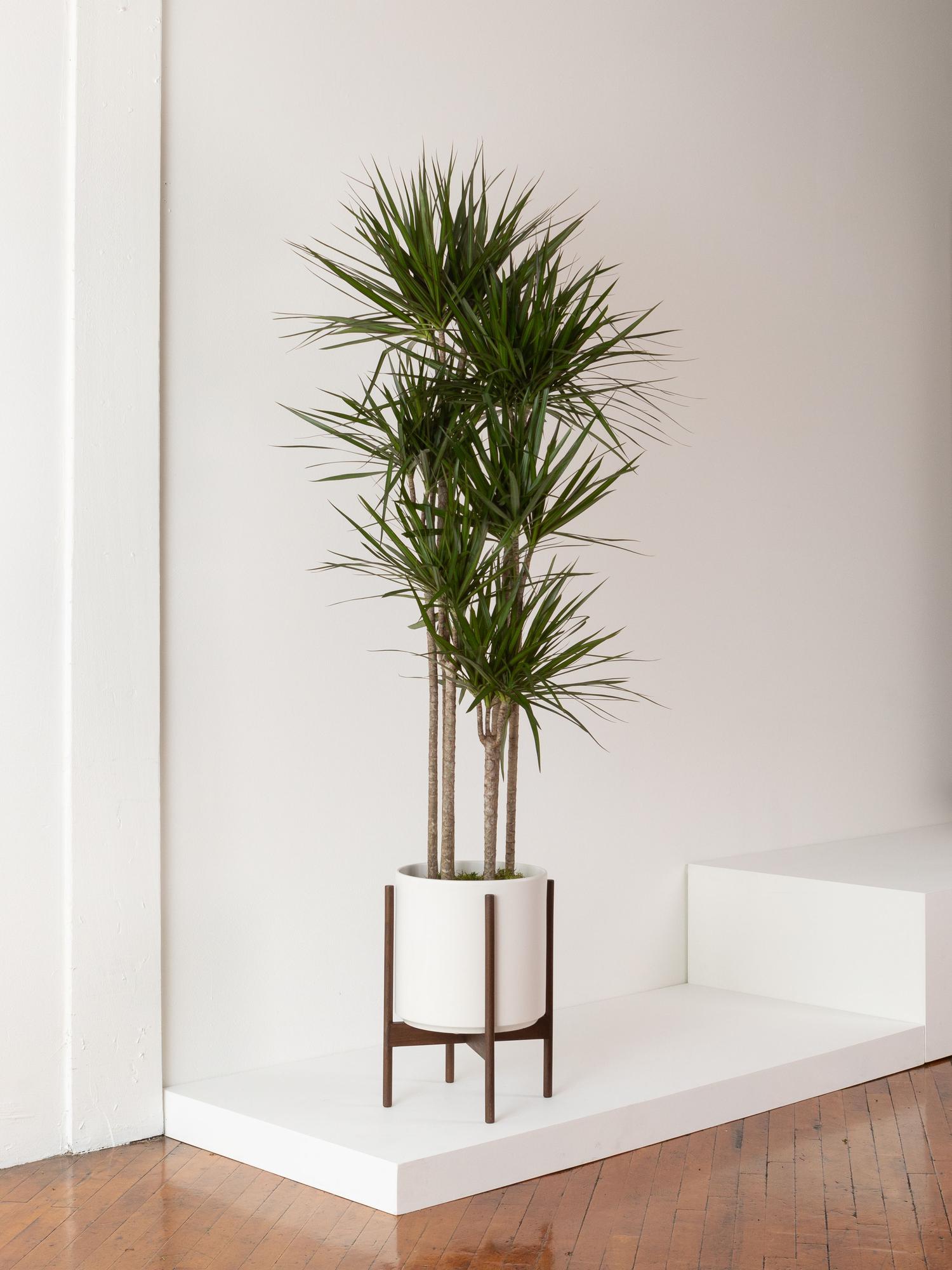Dragon Tree Extra Large (5-6 ft tall) + Mid-Century Pot | Lon & George