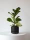 Fiddle Leaf Fig Plant