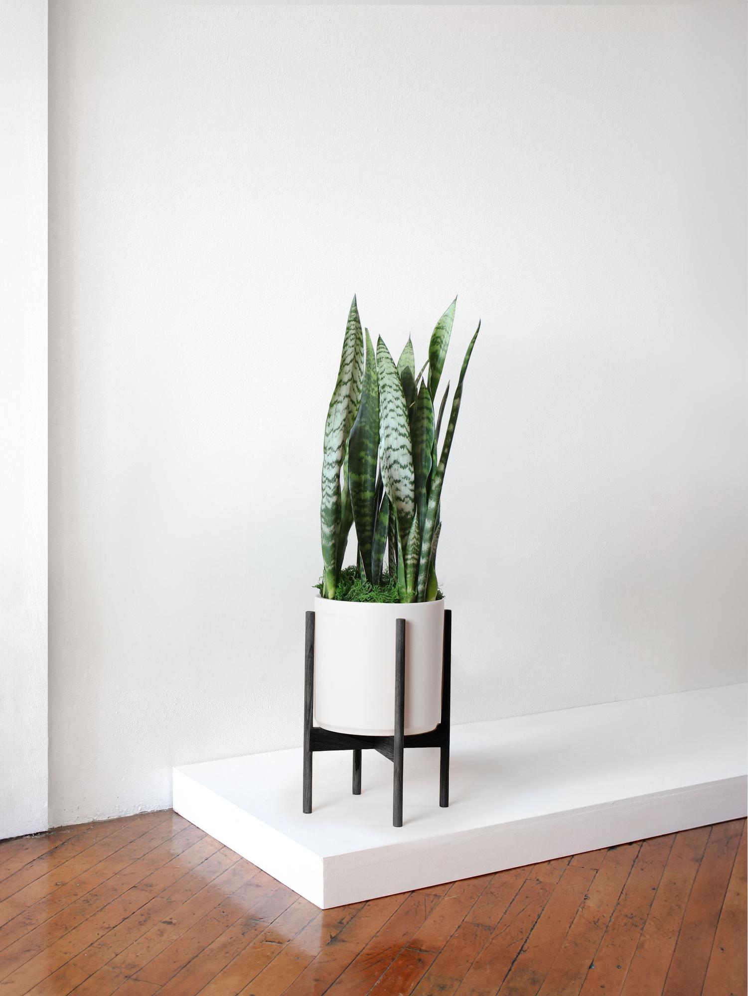 Black Coral Snake Plant