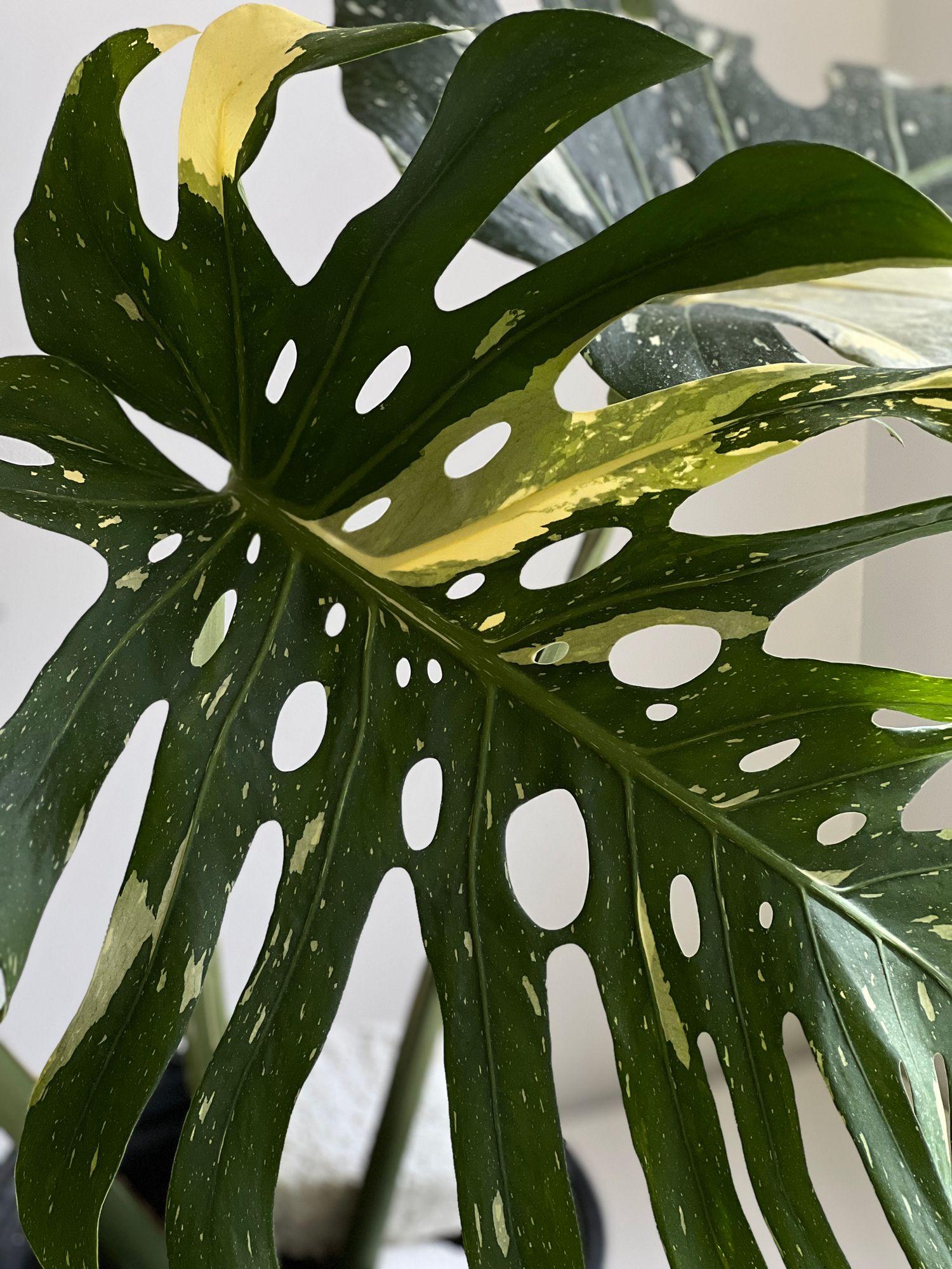 rare monstera plants Monstera Mint – Rare Variegated Monstera deliciosa main image 1