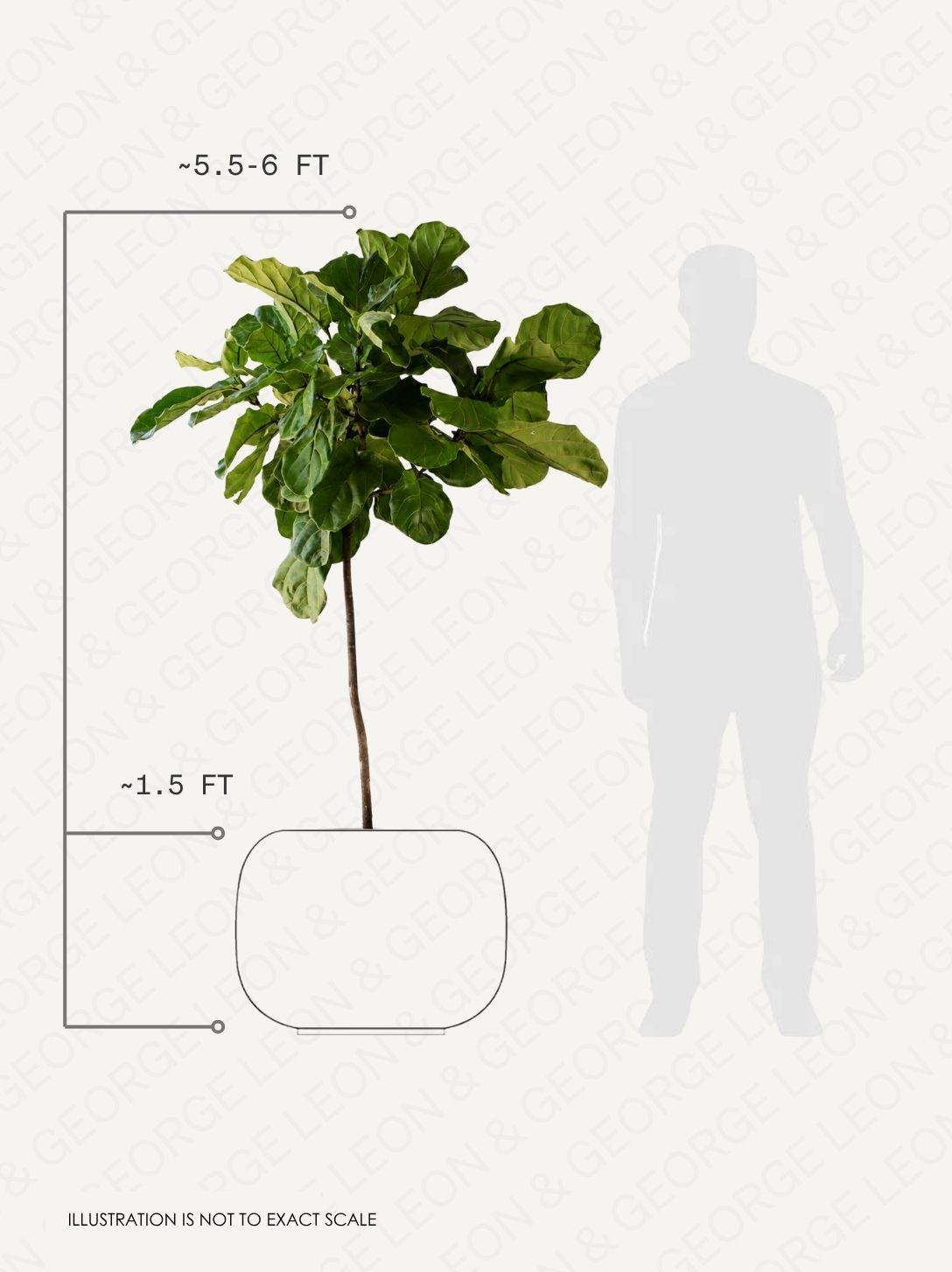 Fiddle Leaf Fig Tree