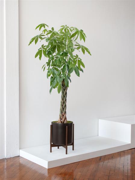 Big money hot sale tree