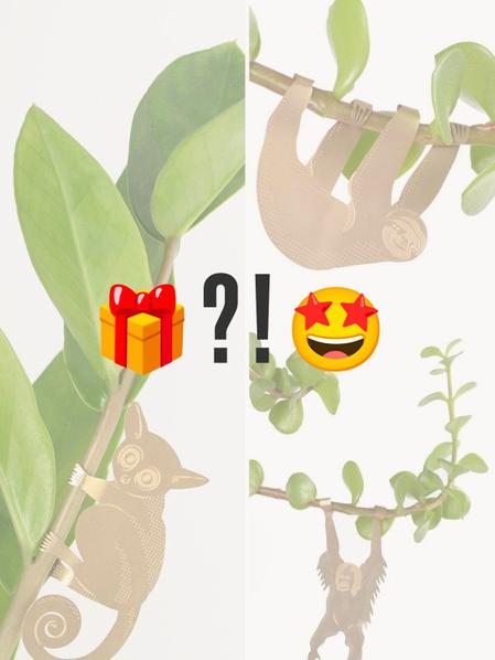 Plant Animal Surprise