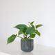 Cascading Pothos