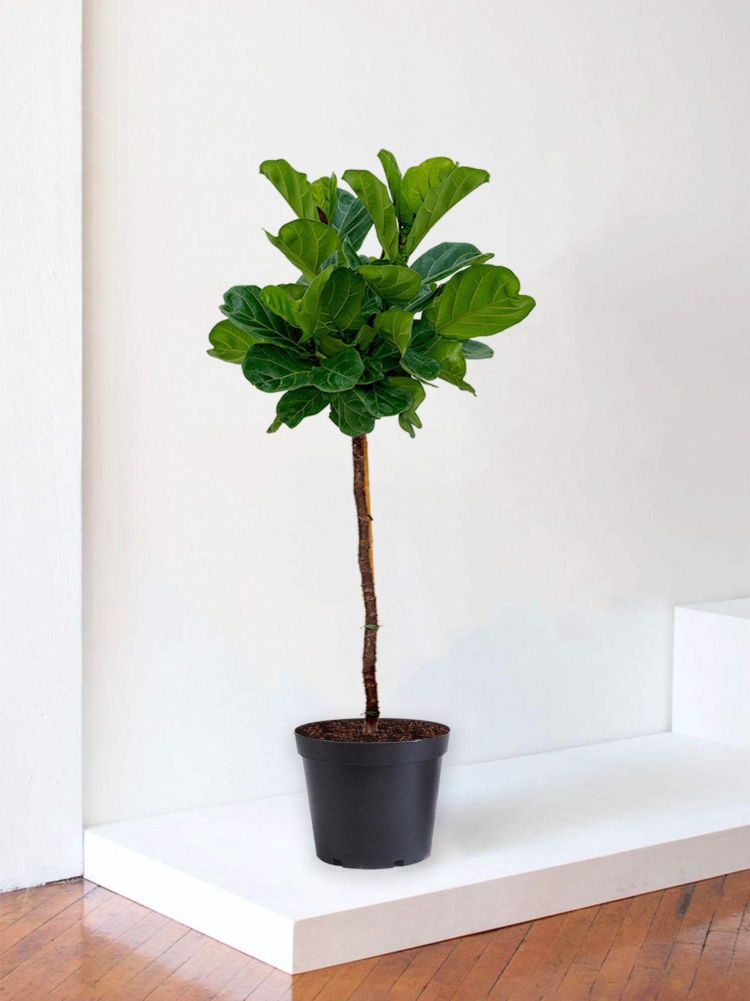 Ficus Lyrata Canopée