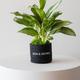 Silver Evergreen