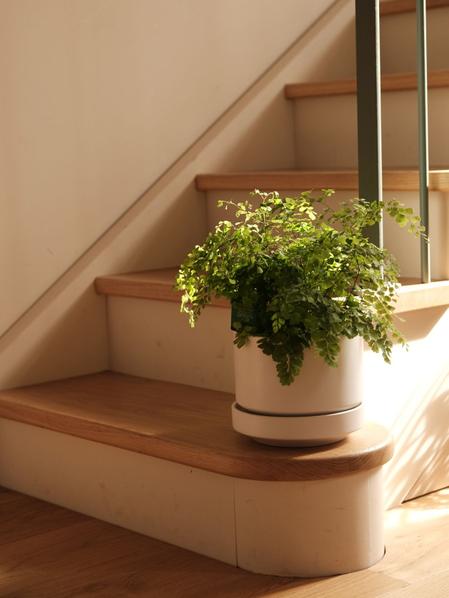 Maidenhair Fern
