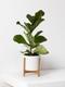 Fiddle Leaf Fig Plant