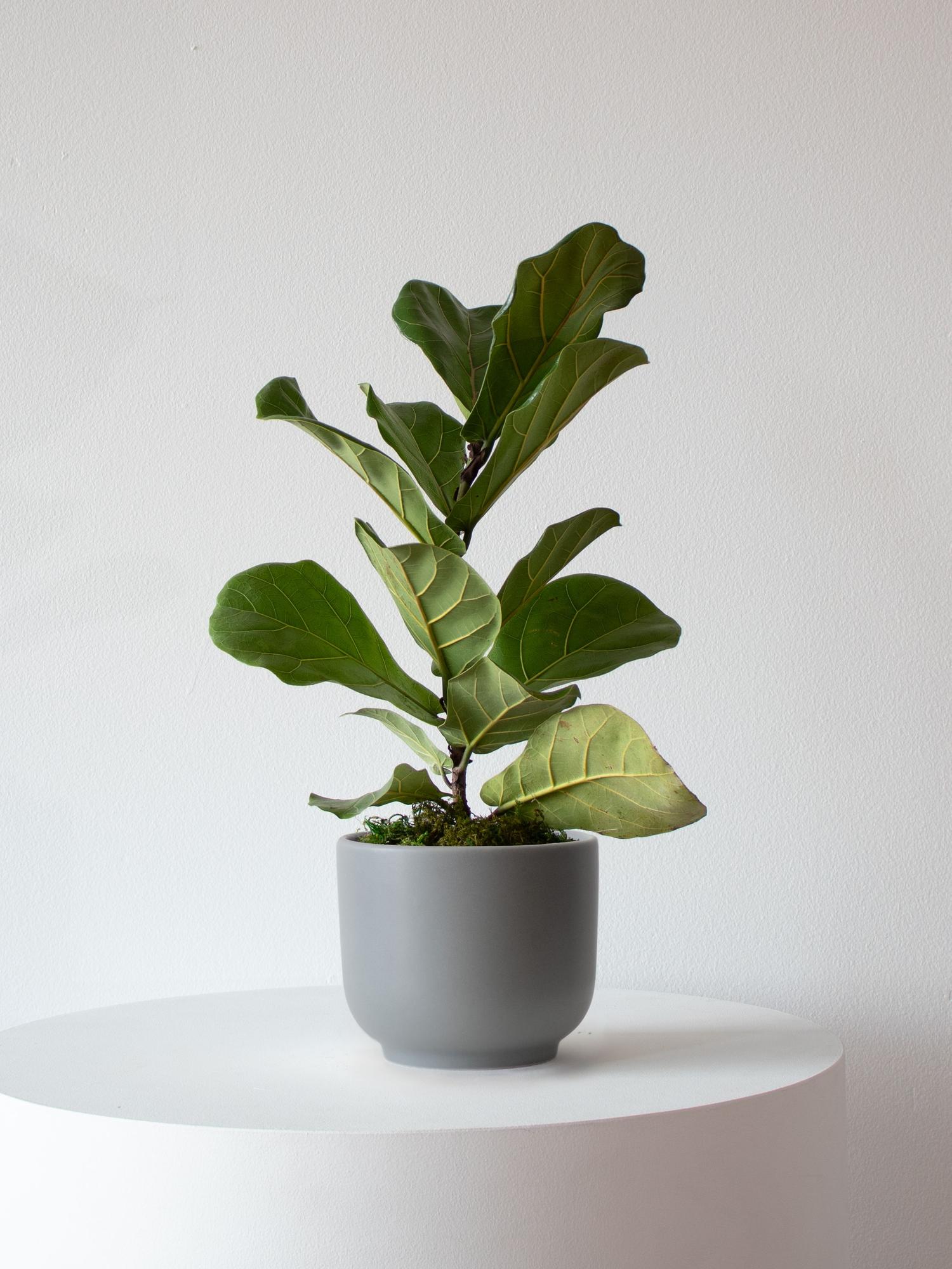 Fiddle Leaf Fig Plant