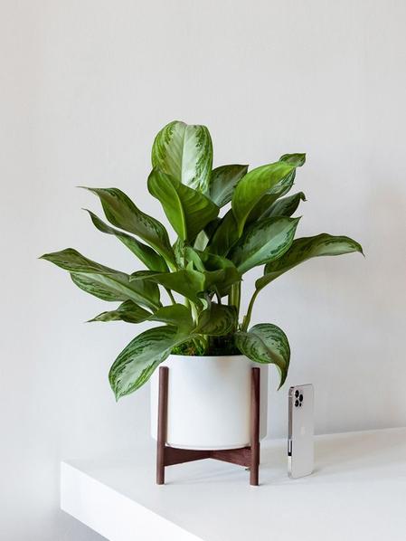 Silver Evergreen