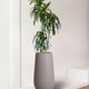 Dracaena Lisa