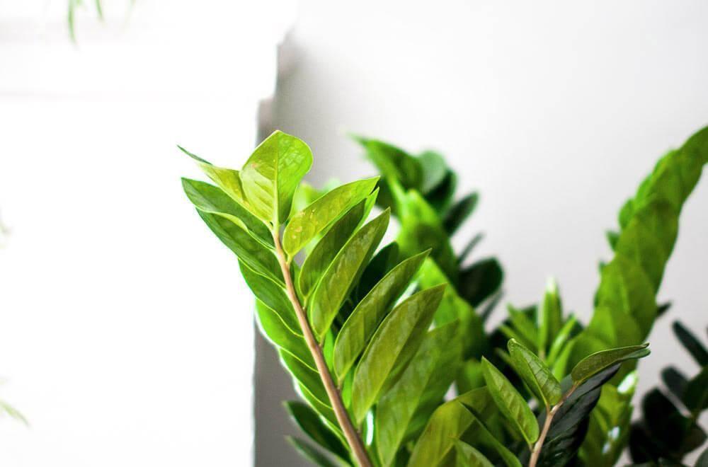 Zanzibar Gem - Nouvelle - Medium