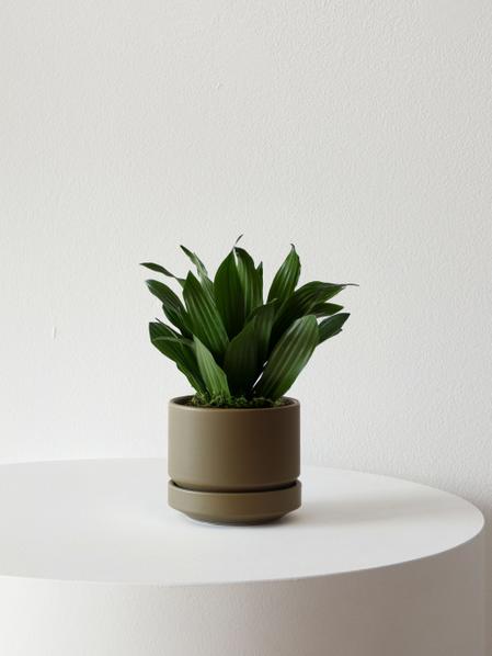 Dracaena Compacta