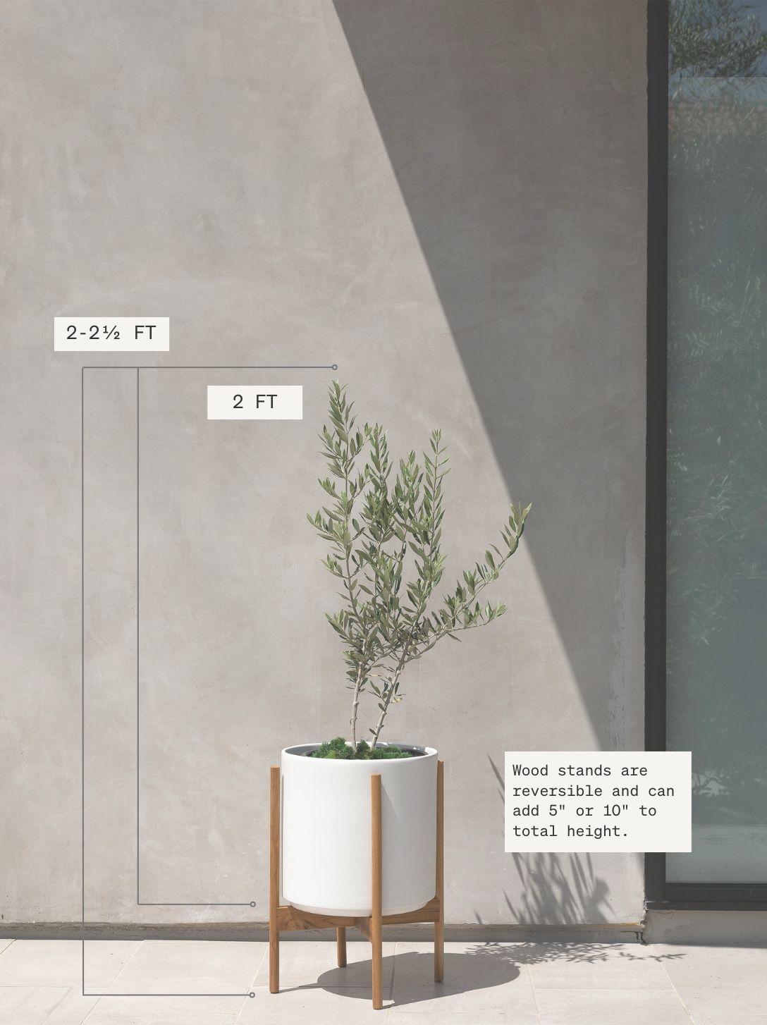 Olive Bush Large (2 ft tall) – White Mid-Century Ceramic & Light