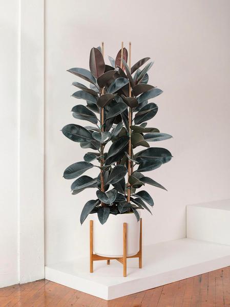 Ficus Elastica Abidjan