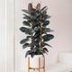 Rubber Tree Abidjan