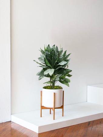 indoor plants picture
