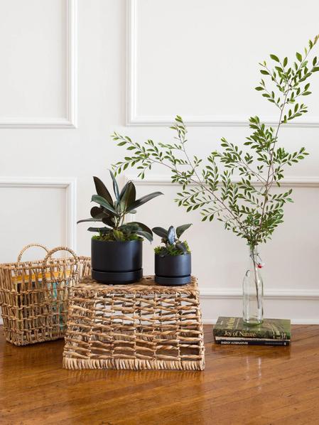 Rubber Plant
