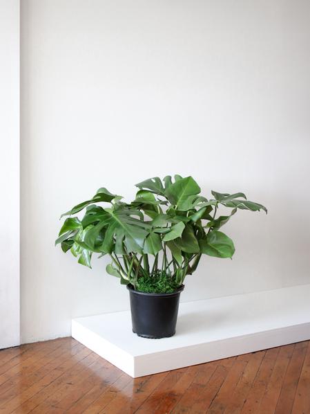 Monstera Deliciosa