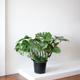 Monstera Deliciosa