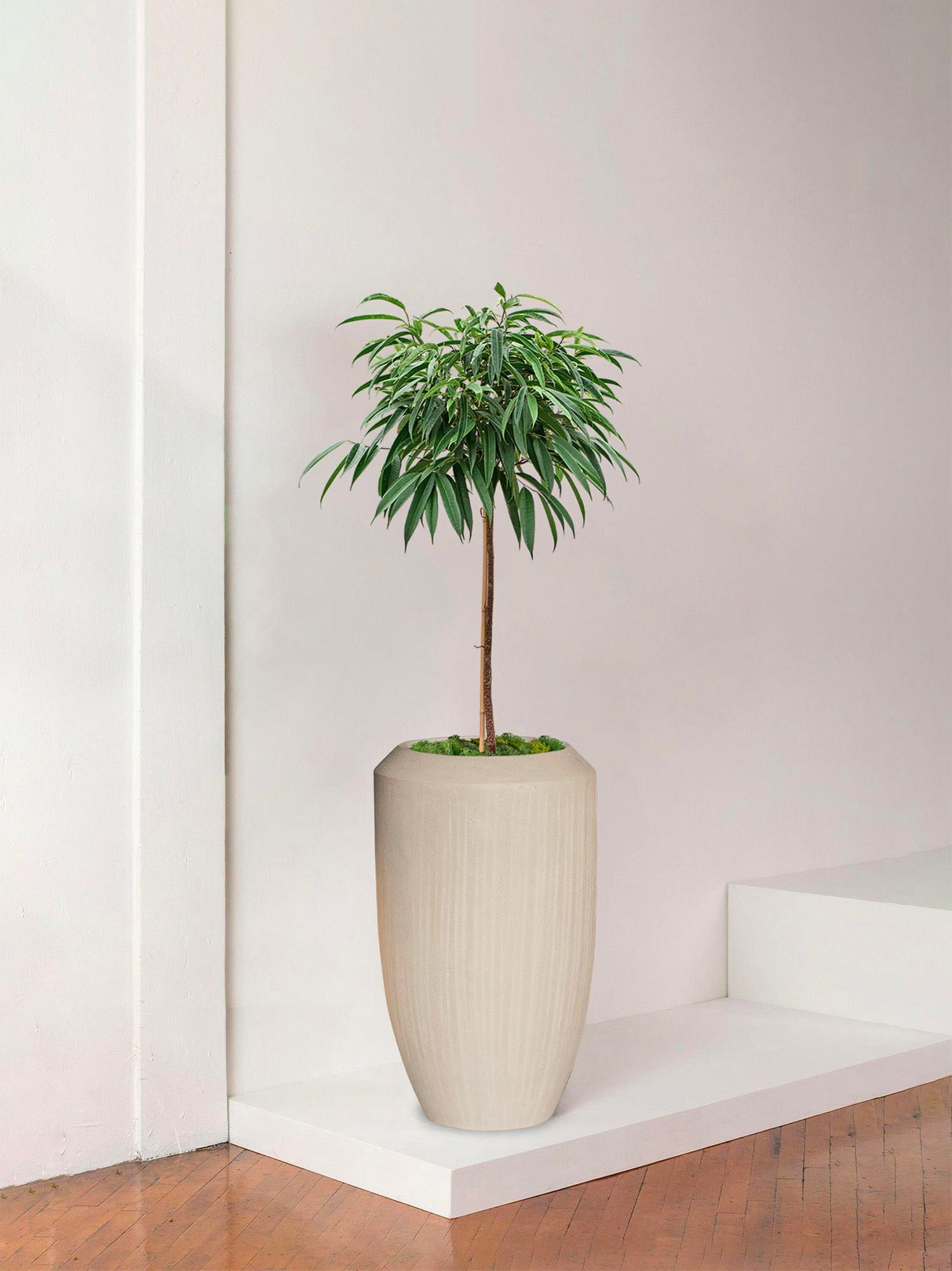 Arbre Ficus Alii (Copy)