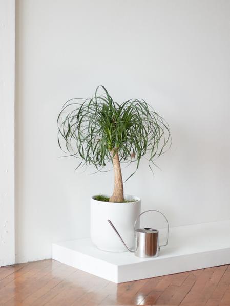 Ponytail Palm - Nouvelle Ceramic