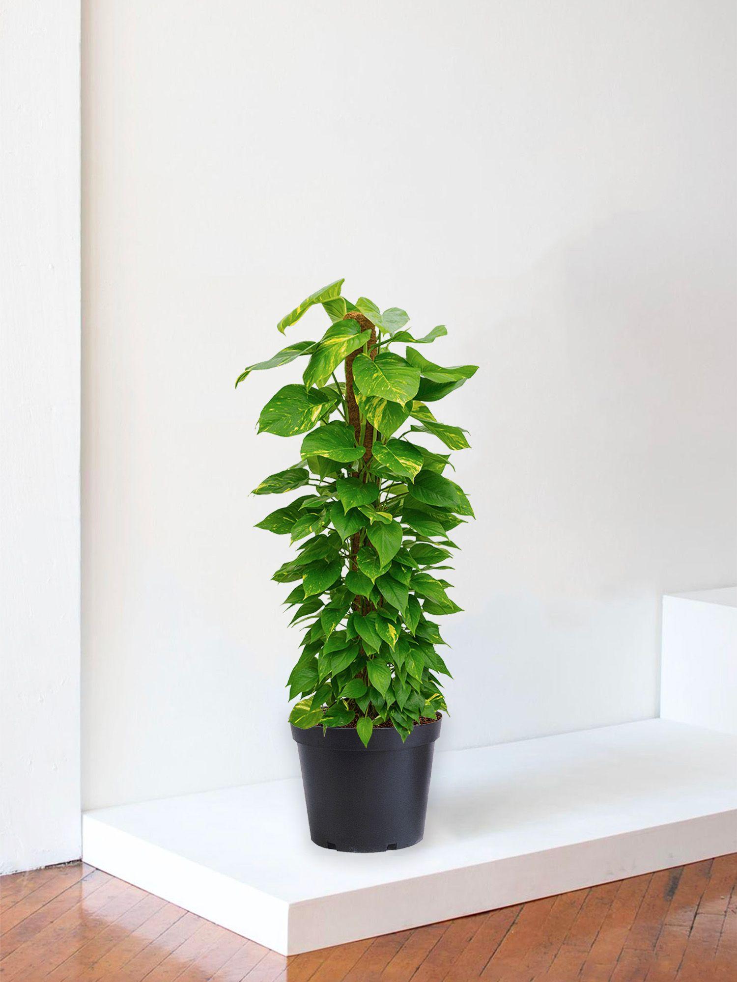Pothos Colonne