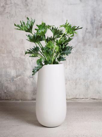 indoor plants picture