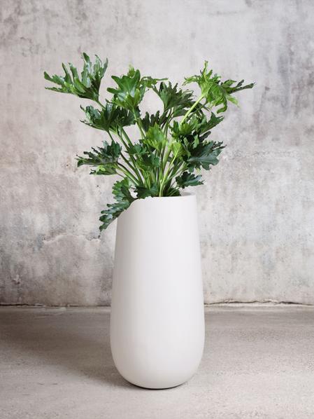 Hope Philodendron