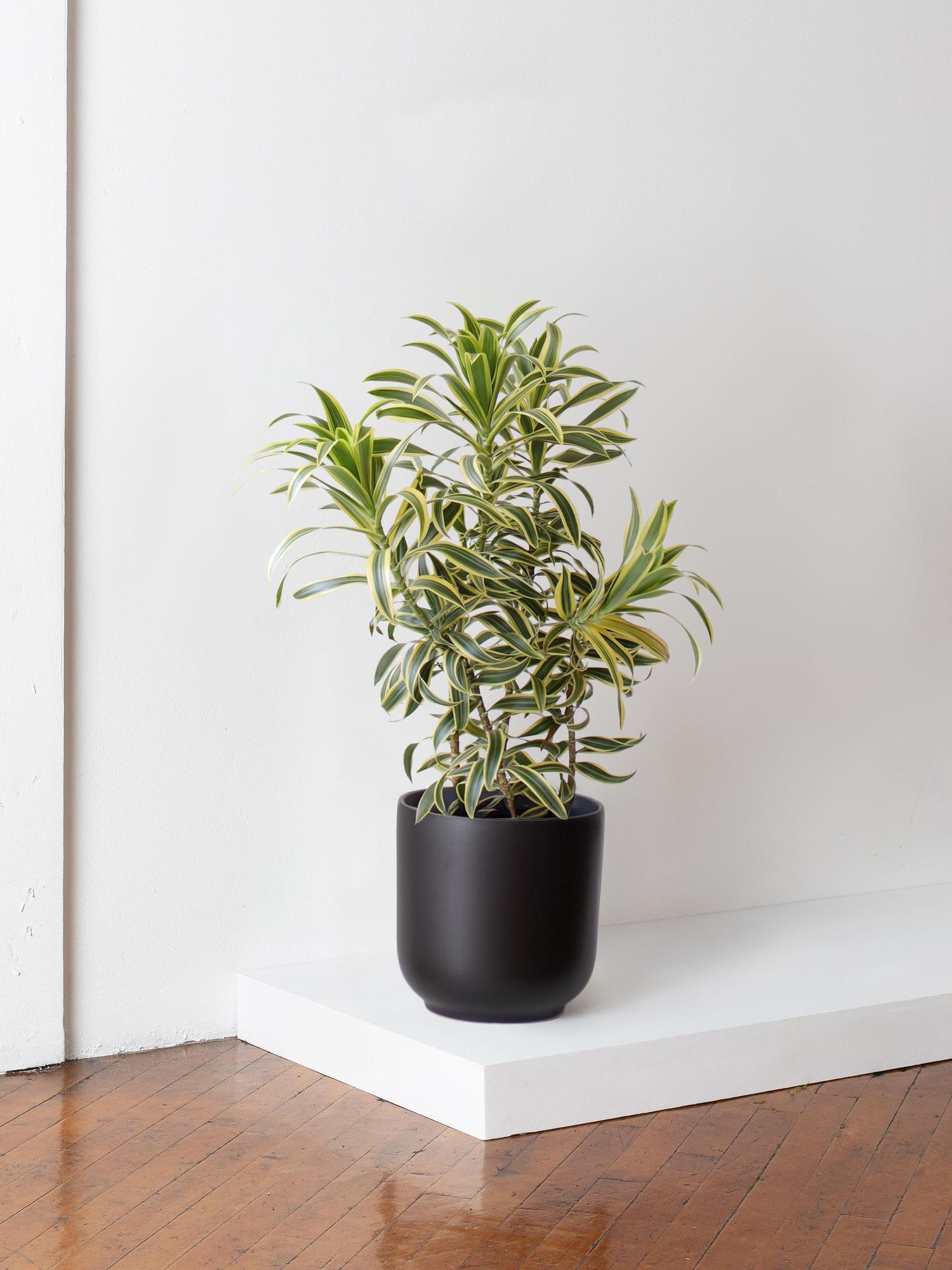 Dracaena Song of India